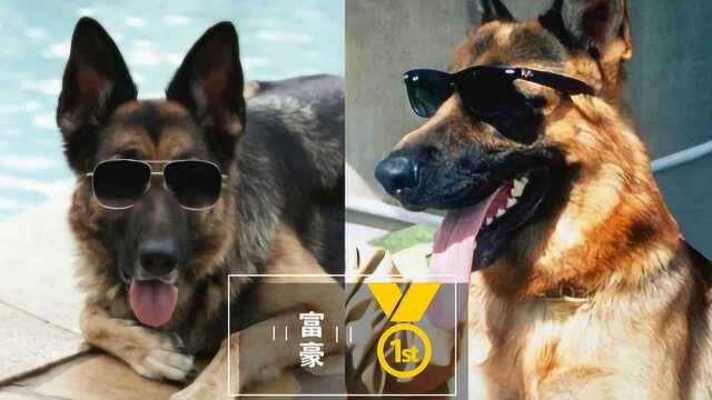 世界上最有钱的狗坐拥24亿资产享受豪车豪宅