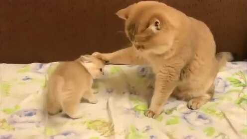 小猫太皮，猫妈妈是怎么教训小猫的？按着脑袋！