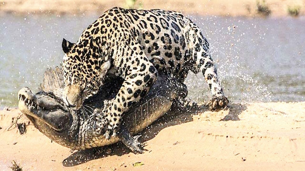 美洲豹捕食鳄鱼集锦可怜的鳄鱼