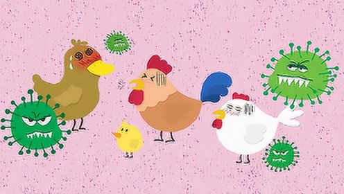 食品有意思：如何预防禽流感病毒感染？