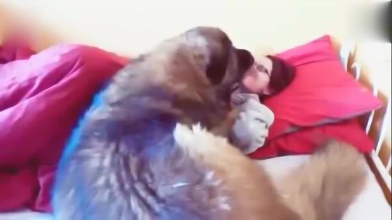 狗狗压在女主人身上，现实版美女与野兽的既视感！_高清
