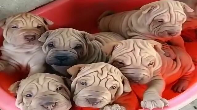 7只刚出生的沙皮狗宝宝,超可爱谁想要?