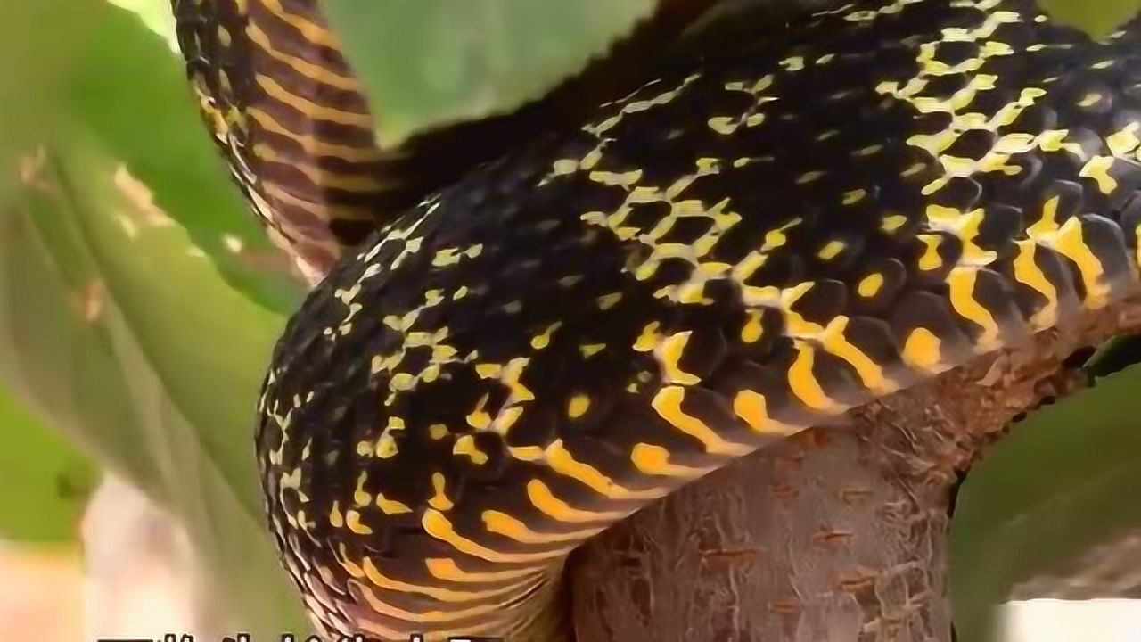 农村有人发现了这种蛇头部有个王字五里内任何毒蛇竟然都不敢靠近