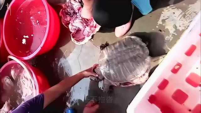 实拍农村大姐杀乌龟,效率太高了,全程动作流畅刀法到位!