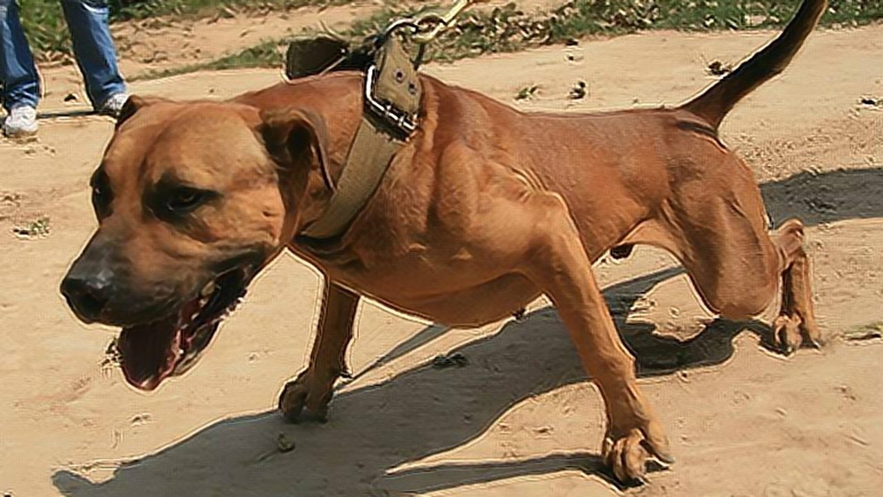 干翻鬼獒的第一猛犬比特犬在与藏獒的战斗中保持全胜的纪录