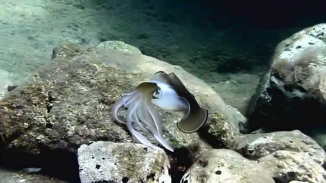 鱿鱼是海洋里的游泳健将