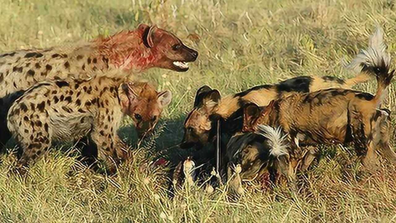 鬣狗要和平头哥火拼了,这战场涂了炭了_腾讯视频