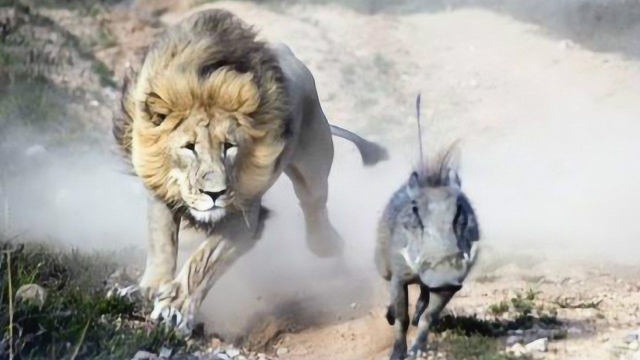 雄狮捕食野猪,根本不用其他狮子来帮忙