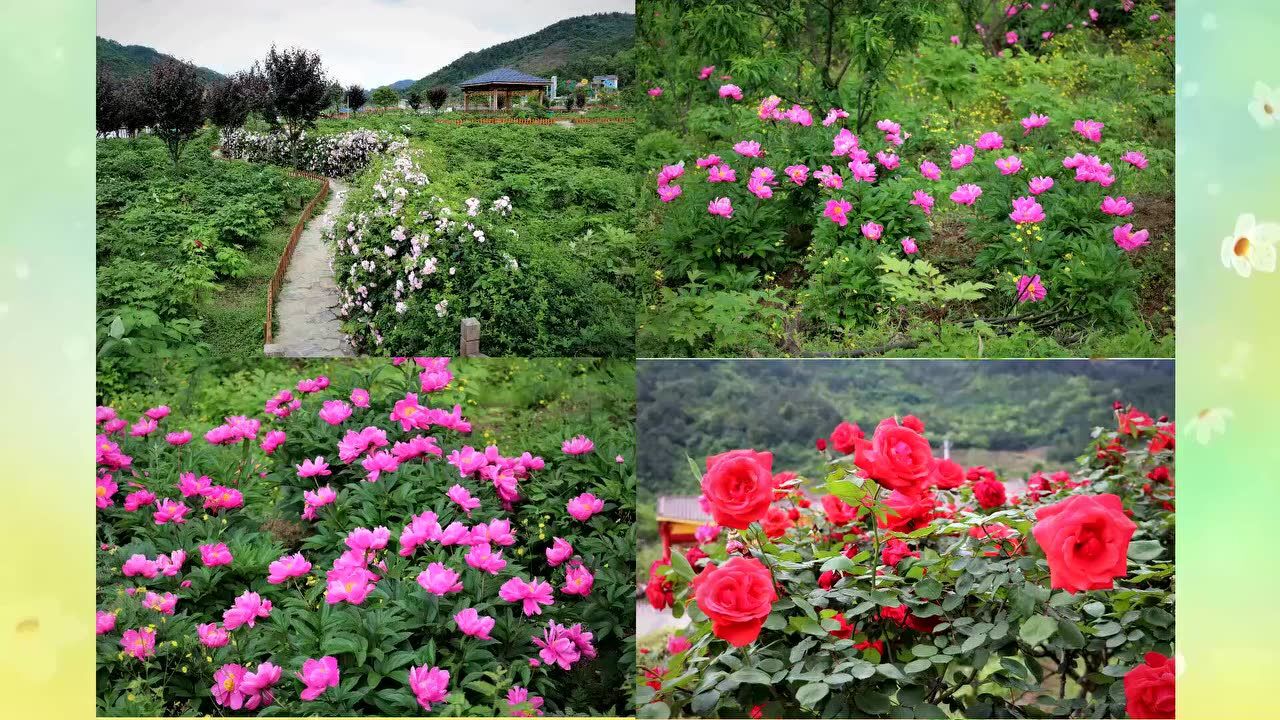 贵州牡丹园游