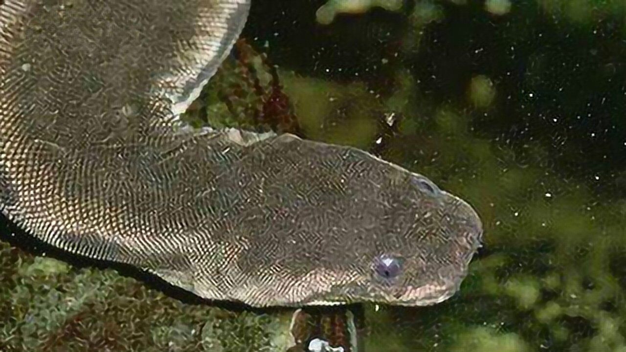 动物传奇致命毒蛇象鼻蛇