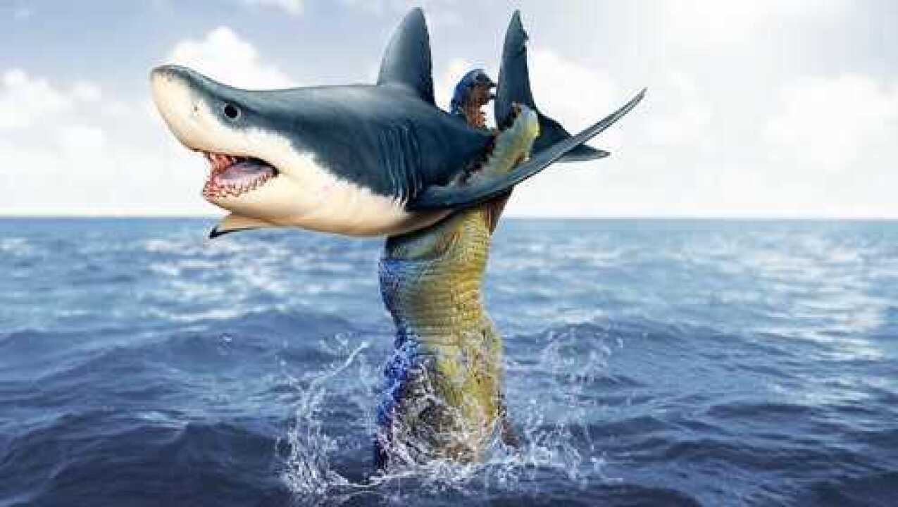 实拍鳄鱼猎杀鲨鱼,稳,准,狠一招死亡翻滚,鲨鱼毫无还手之力!