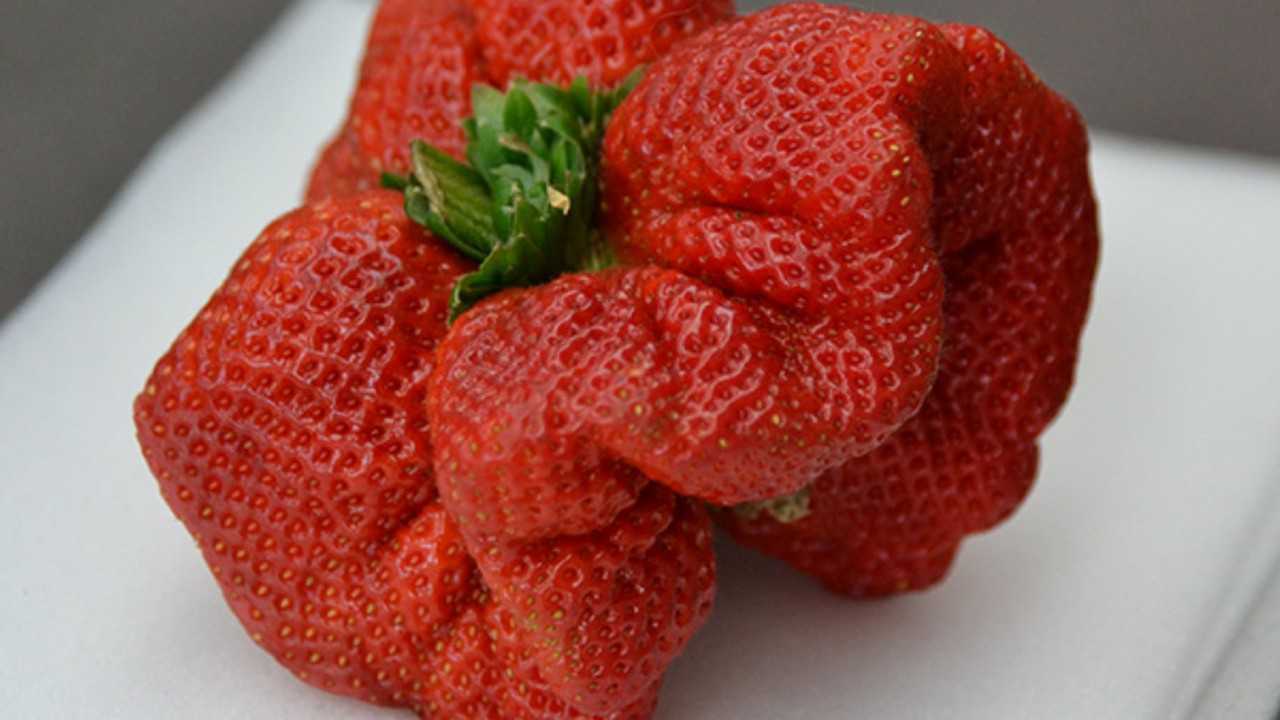 世界上最大的草莓重量250克高约8厘米