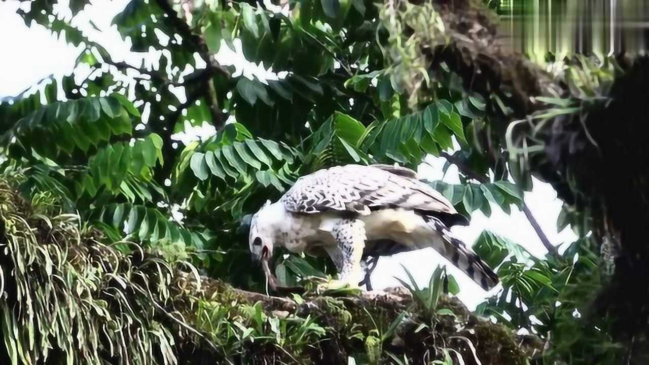 非洲冠雕,矗立枝上进食
