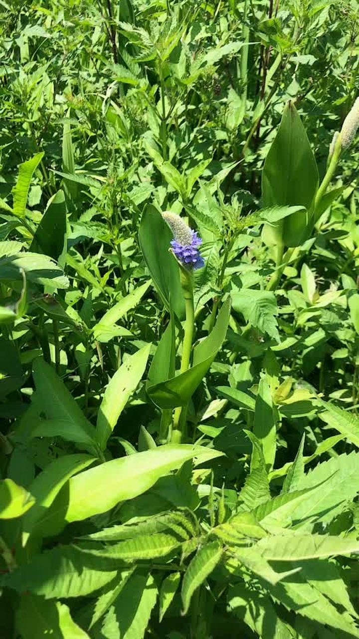 湿地植物水葱不能食用 它的茎是空心的 可以让它更充分的呼吸