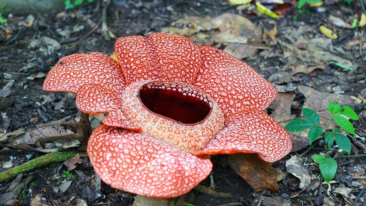 壮丽大王花有着世界最大的花朵却因环境濒临灭绝
