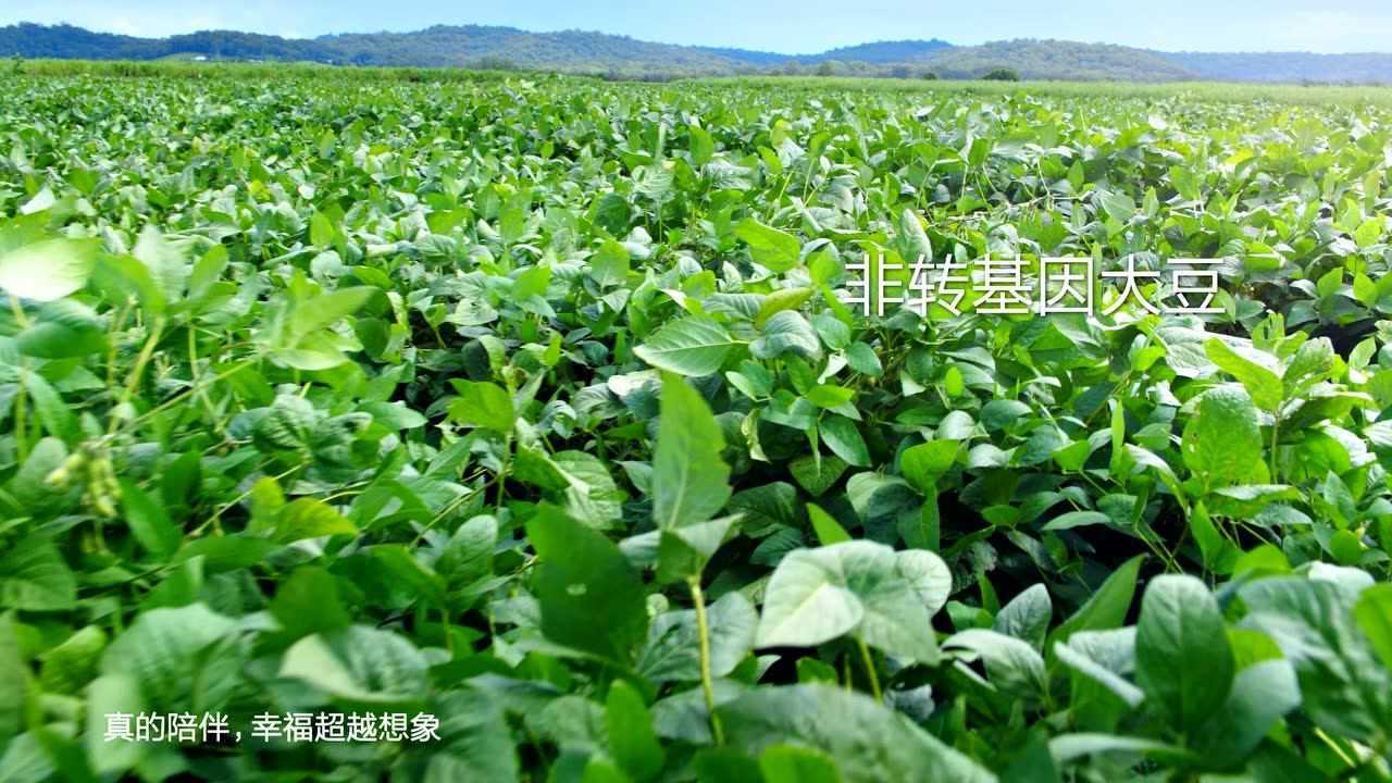 維他奶baseline tvc 成長夢想篇