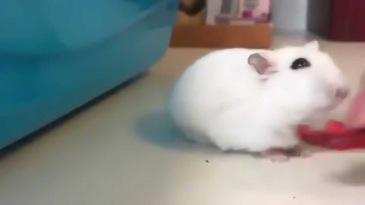 小仓鼠吃草莓干时的萌态 被萌到了