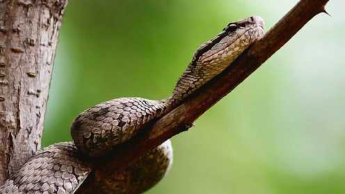 中国唯一一座蛇岛，栖息2万条全球独有的毒蛇，谁敢去？