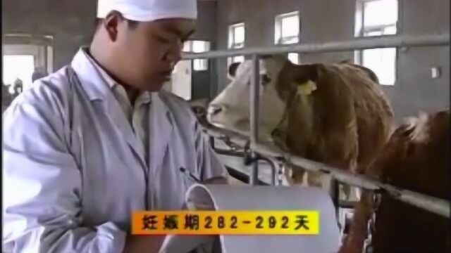 西门塔尔肉牛饲养管理