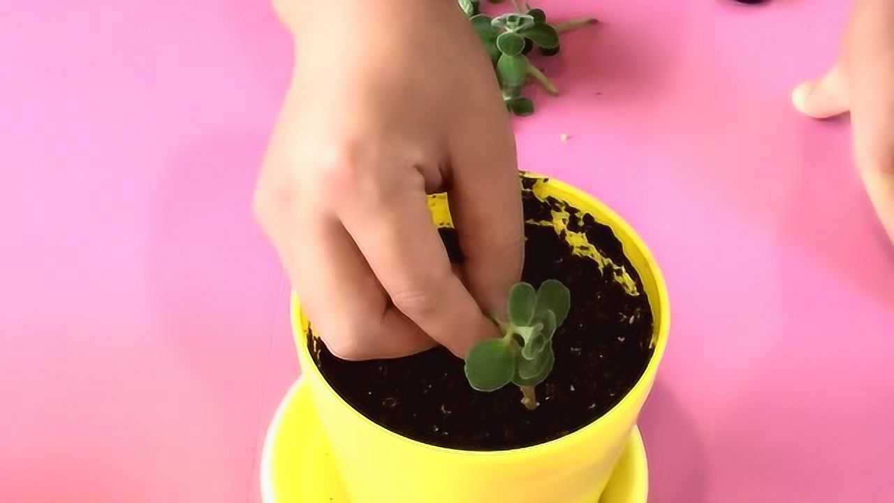 碰碰香扦插繁殖注意问题和细节介绍,让你快速拥有一盆新的碰碰香_高清