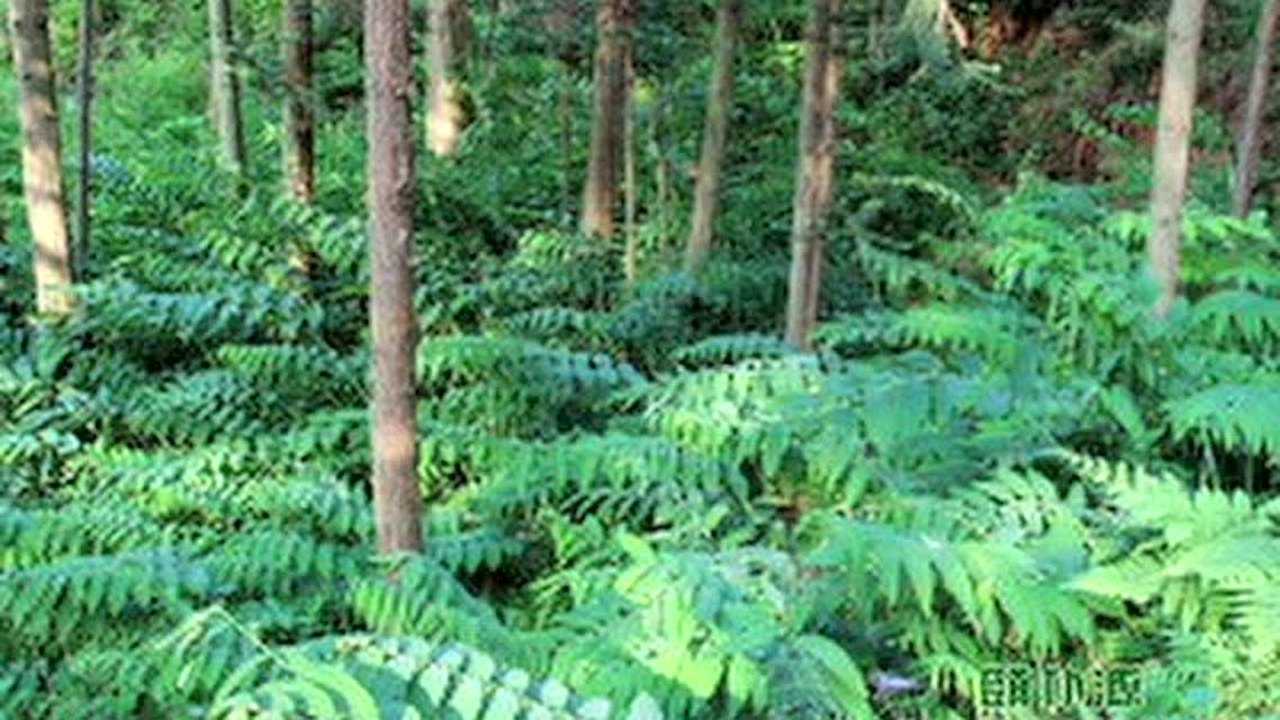多花黄精林下仿生态栽培技术_腾讯视频