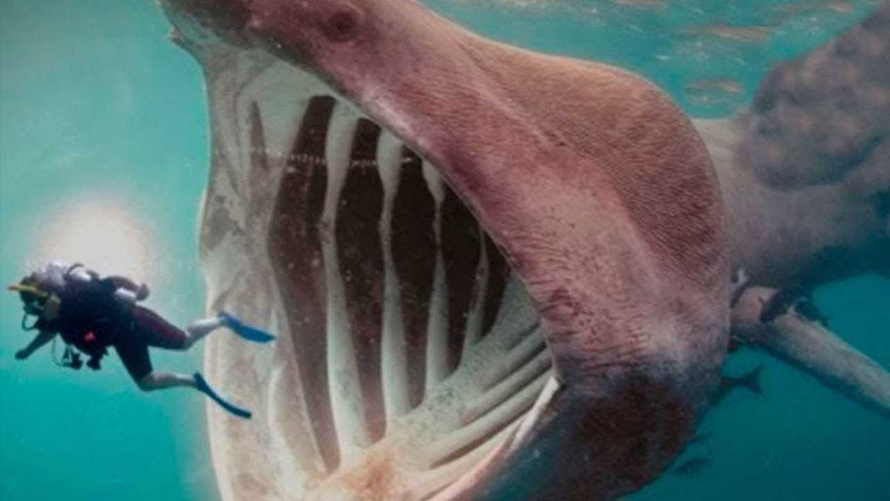 世界上嘴巴最大的鲨鱼一口把人吞进去太恐怖了