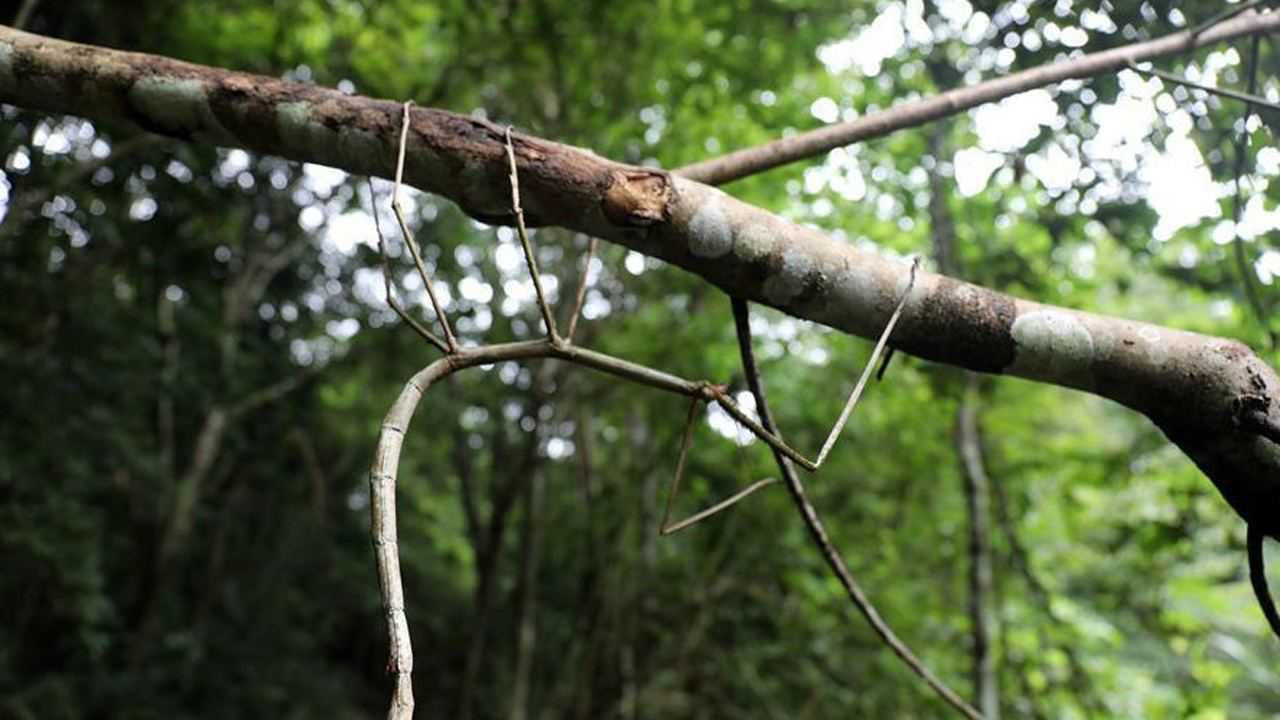 巨棘竹节虫寿命图片