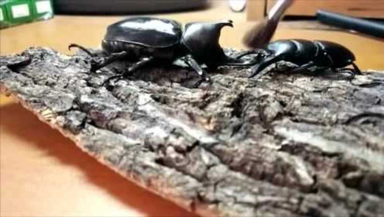 两大甲虫打架独角仙vs中华扁锹形虫最后谁赢