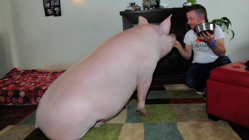 宠物猪摇身一变，长成300公斤大胖猪，最爱对主人撒娇卖萌