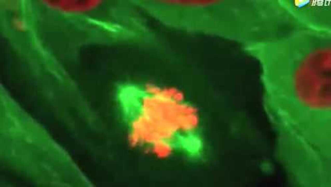 显微镜下看活细胞有丝分裂、微管、肌动蛋白丝、线粒体_腾讯视频