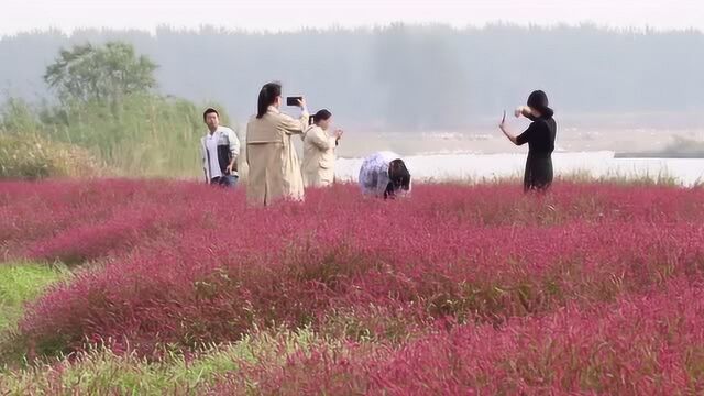 航拍淮安近千亩野生红蓼花开正艳 游客穿梭其间嬉闹拍照了