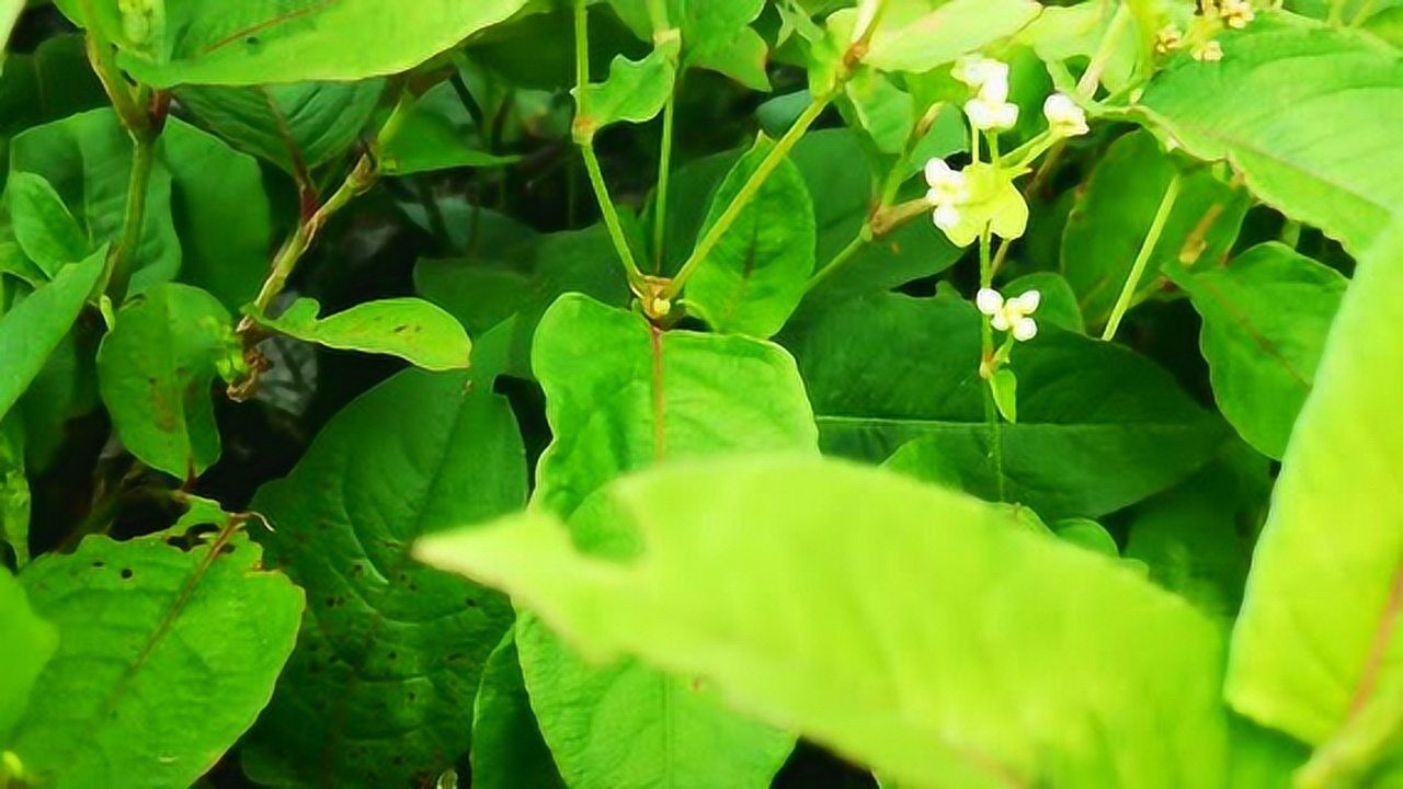 这种植物叫火炭母广西农村习惯用它煲凉茶