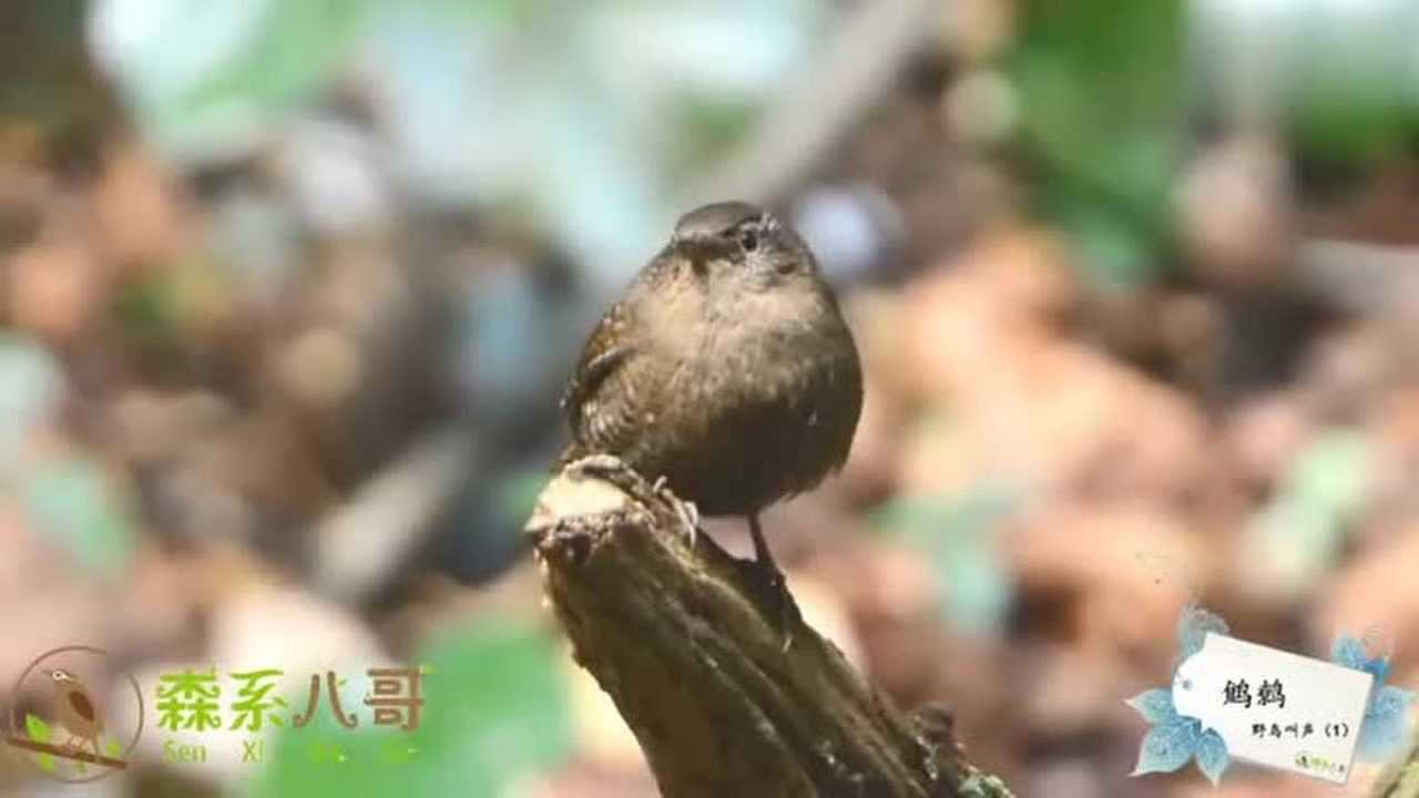 野鸟叫声1:鹪鹩鸟唱歌