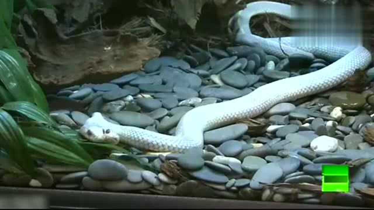 世界上罕见的双头蛇这是不是所谓的连体蛇