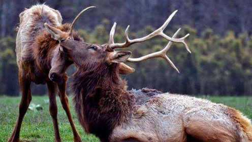 美国发现大量丧尸鹿生化危机真要来专家不会感染人类