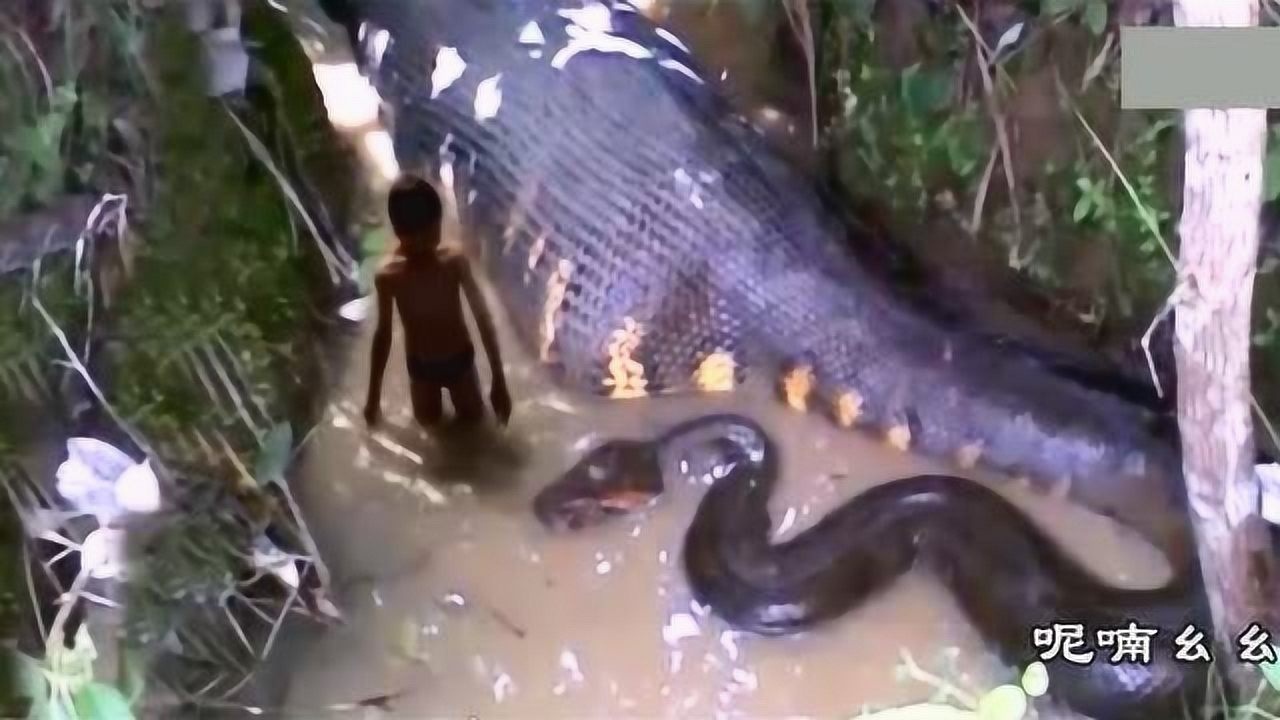 贵州蟒蛇渡劫事件_腾讯视频