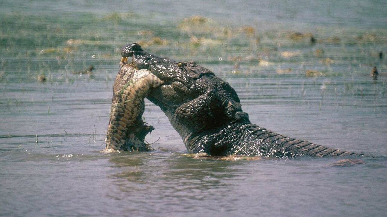 一段真实的蟒蛇大战鳄鱼的视频