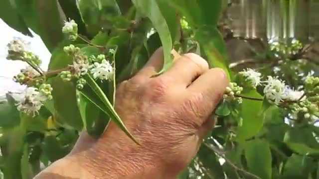 农村植物:木香花,花可驱蚊子,根可对腹泻,当今价值颇为珍贵!