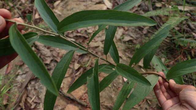 农村陈小哥:草药植物《山芝麻》,有止咳功能,今天带你近距离认识它