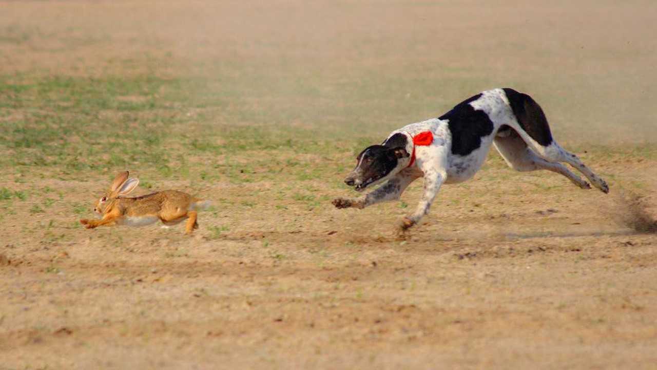 一只兔子能跑多快世界上跑最快的狗拼了狗命也追不上