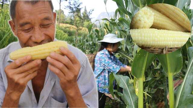 小丽今天去搬包谷,包谷太嫩了煮熟后,幺公几大口就吃完一个