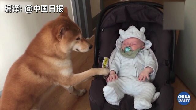 不再只是表情包!超萌柴犬摇摇篮哄宝宝睡觉