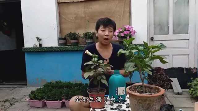 养花沾满了蚜虫怎么办?就这一招,轻松消灭可恶的蚜虫!