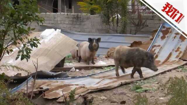 主人离家数日 300只香猪越狱变“野猪”祸害庄稼