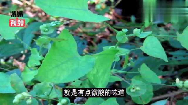 农村一种野草,果子可以吃,叶子带在身上可避蛇,人称蛇倒退