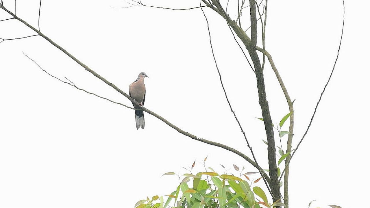 桉樹上的斑鳩叫聲竹雞大叫聲還有其它鳥叫聲