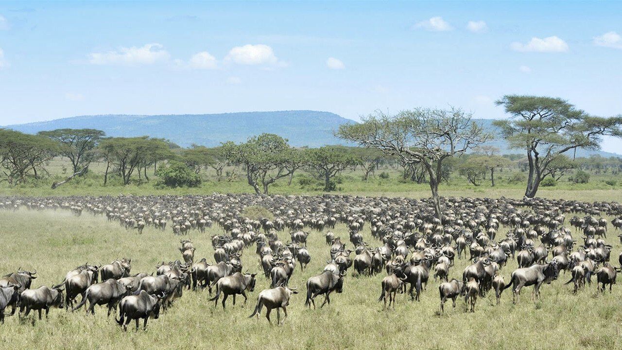 生存之战!非洲200多万只动物大迁徙,3000多公里坚持不了就是灭亡!