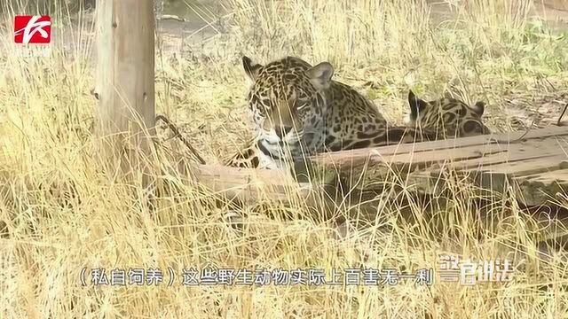 客车上黄色纸箱暗藏猫腻,民警解救3只国家二级保护动物小灵猫