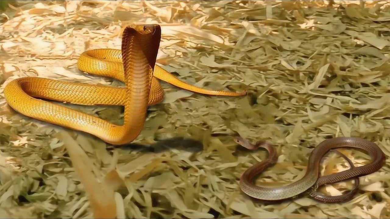 实拍眼镜王蛇捕食锦蛇,超激烈的场面,真是太猛了