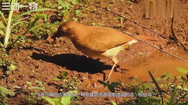 棕灶鸟不愧是鸟类“建筑大师”,那么它到底神奇在哪里呢?